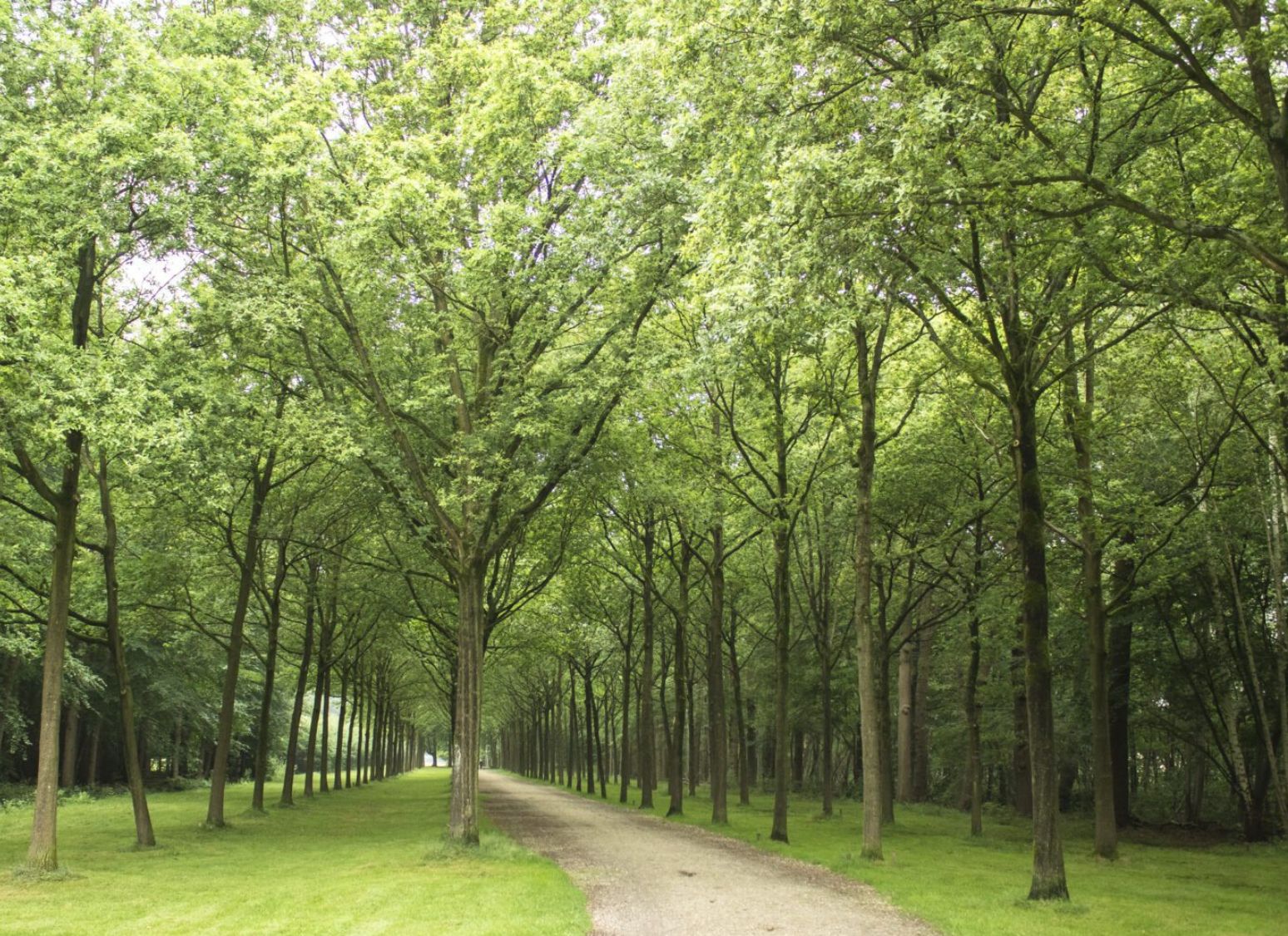Recensie evenement hond Baarn