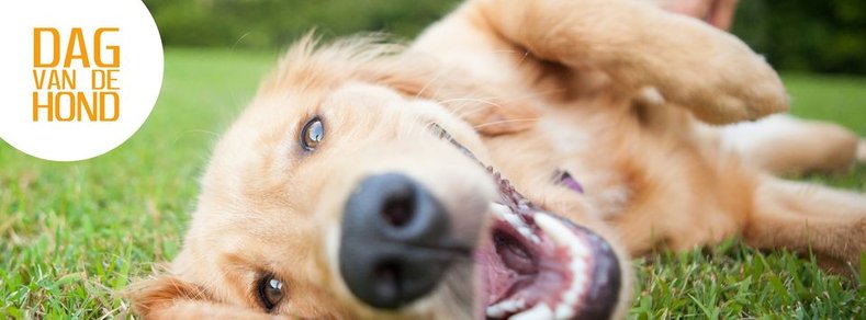 Recensie hondenevenement dag van de hond Beringe België